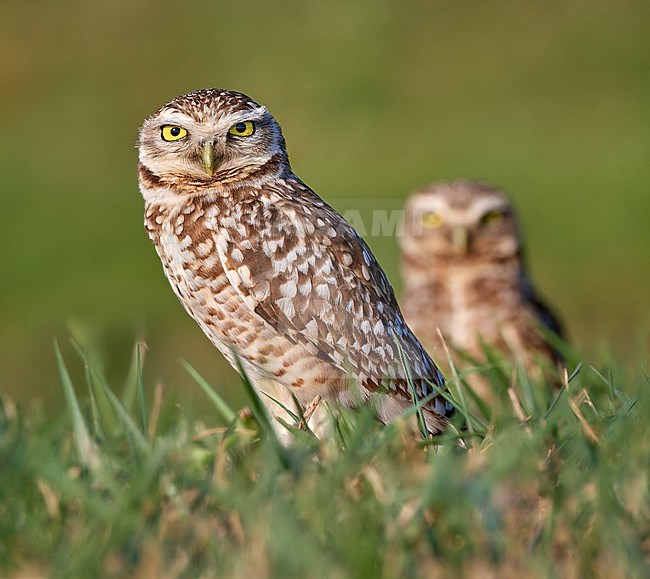 Burrowing Owl (Athene cunicularia) pair in grassland, Bolivia stock-image by Agami/Tomas Grim,