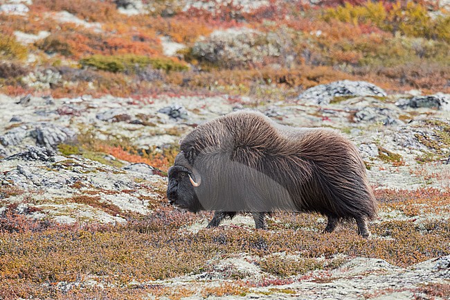 Male Muskox (Ovibos moschatus) in the Dovrefjell in Norway. An Arctic hoofed mammal of the family Bovidae introduced in parts of Scandinavia. stock-image by Agami/Alain Ghignone,