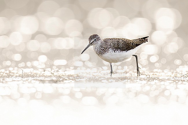 Green Sandpiper (Tringa ochropus) in Italy. stock-image by Agami/Daniele Occhiato,