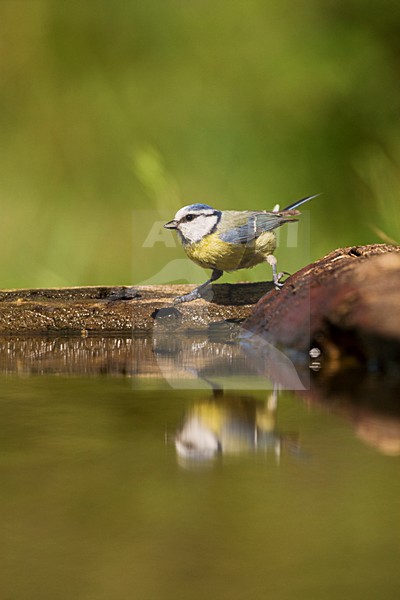 Pimpelmees zittend bij drinkplek; Blue Tit adult standing near wateredge stock-image by Agami/Marc Guyt,