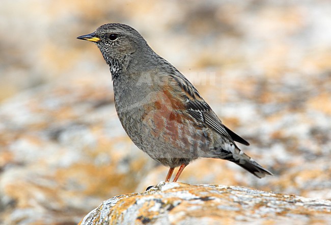 Alpenheggenmus, Alpine Accentor, Prunella collaris stock-image by Agami/Hugh Harrop,