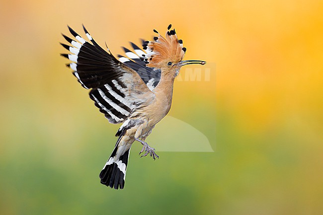 Eurasian Hoopoe (Upupa epops) in Italy. stock-image by Agami/Daniele Occhiato,