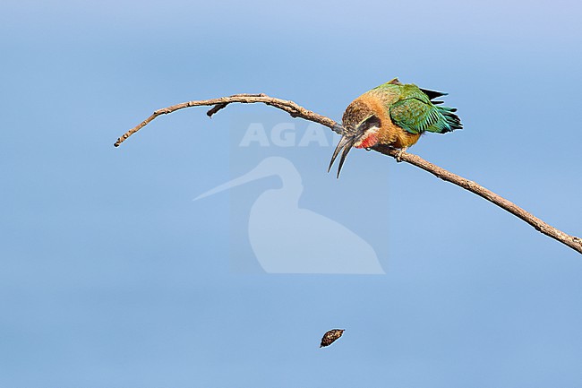 White-fronted Bee-eater (Merops bullockoides) regurgitating a pellet against a blue sky as a background (Series 1, part 6), Zimbabwe stock-image by Agami/Tomas Grim,