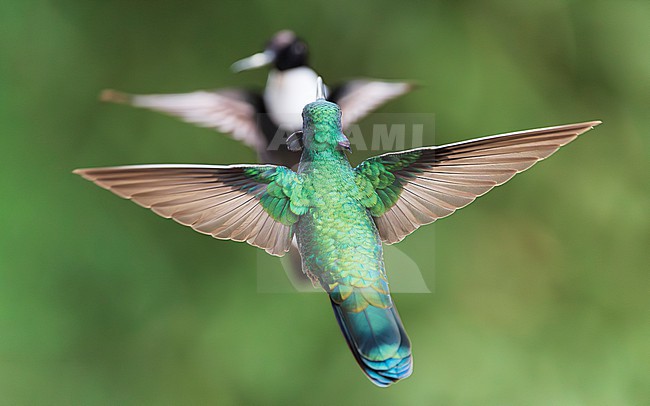 Sparkling Violetear (Colibri coruscans) in flight, interaction with Collared Inca (Coeligena torquata) stock-image by Agami/Lennart Verheuvel,