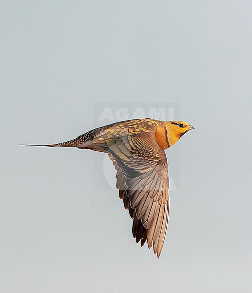 Male Pin-tailed Sandgrouse (Pterocles alchata) in steppes near Belchite in Spain. stock-image by Agami/Marc Guyt,