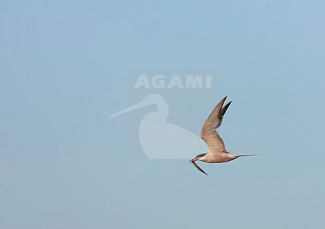 Common Tern (Sterna hirundo hirundo) in the Netherlands. stock-image by Agami/Marc Guyt,