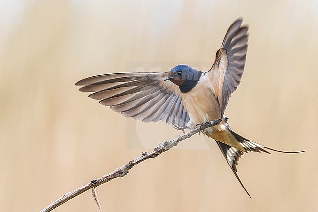 Boerenzwaluw met vleugels wijd, Barn Swallow with wings out stock-image by Agami/Daniele Occhiato,