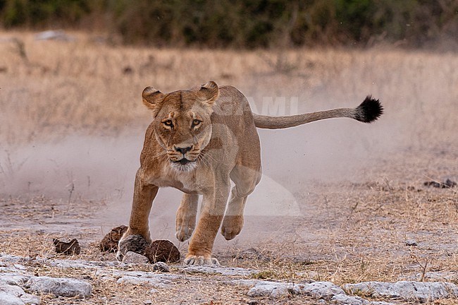 A lioness, Panthera leo, kicking up a dust cloud as she runs. Chobe National Park, Kasane, Botswana. stock-image by Agami/Sergio Pitamitz,