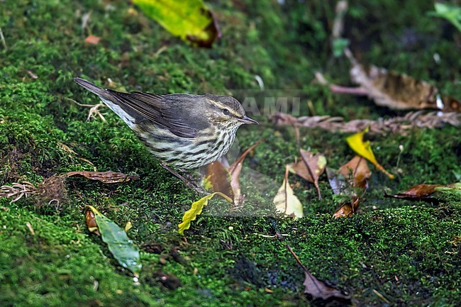 This bird was seen during several days along the stream of Ribeira da Ponte in Corvo in October 2010. stock-image by Agami/Vincent Legrand,