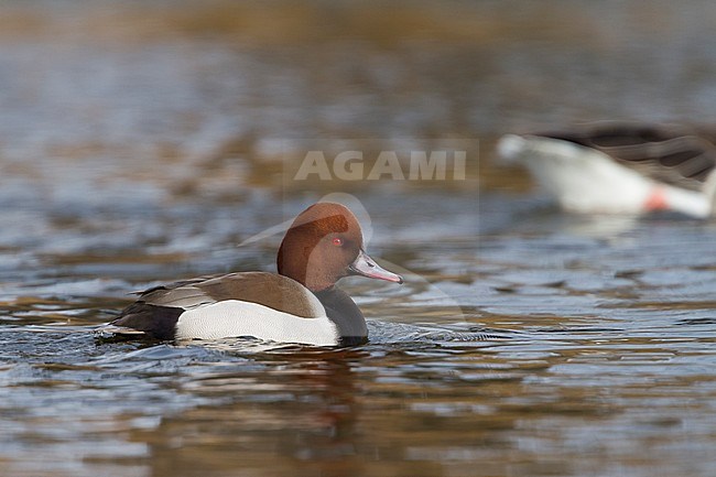 Adult male hybrid Common Pochard x Red-crested Pochard (Aythya ferina x Netta rufina) swimming on a lake in Germany. stock-image by Agami/Ralph Martin,