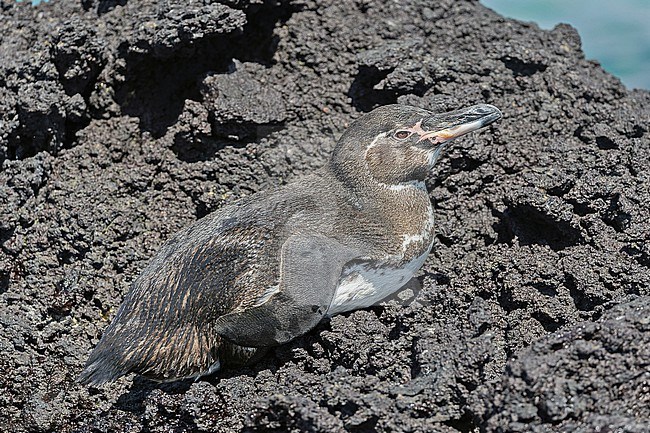 Resting Galapagos penguin (Spheniscus mendiculus) on the Galapagos Islands, part of the Republic of Ecuador. The only penguin found north of the equator. stock-image by Agami/Pete Morris,