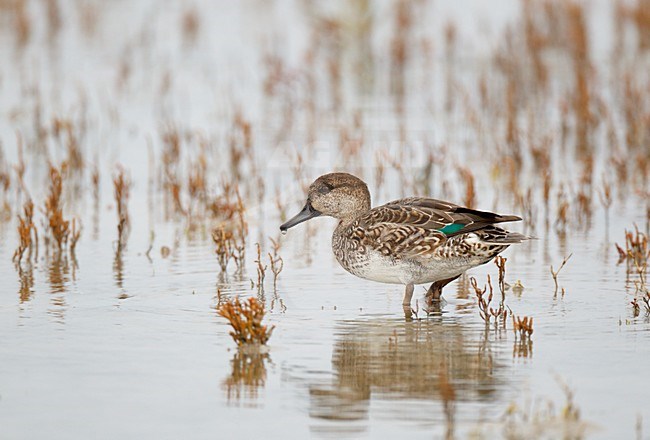 Jong mannetje Wintertaling op kwelder;firstwinter male Common Teal on salt marsh stock-image by Agami/Ran Schols,