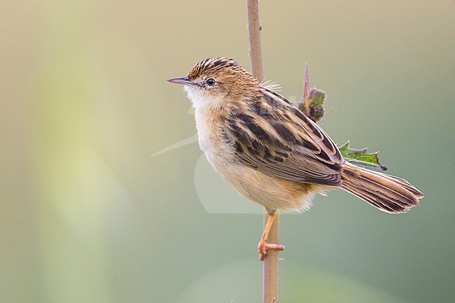 Zitting Cisticola (Cisticola juncidis), side view of an adult perched on a stem, Campania, Italy stock-image by Agami/Saverio Gatto,