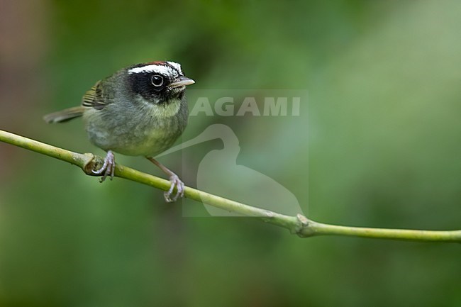 Black-cheeked Warbler (Basileuterus melanogenys) perched on a branch in a rainforest in Panama. Endemic to the Talamancan montane forests of Costa Rica and western Panama. stock-image by Agami/Dubi Shapiro,