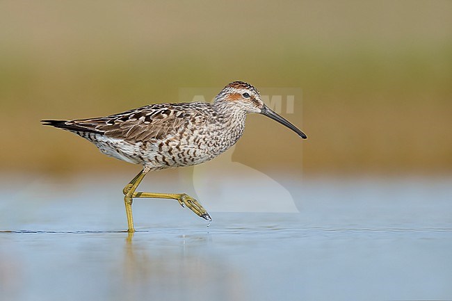Adult breeding 
Galveston Co., TX
May 2023 stock-image by Agami/Brian E Small,