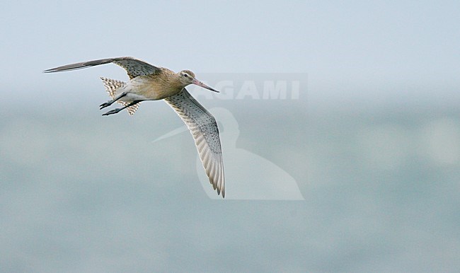 Rosse Grutto in vlucht, Bar-tailed Godwit in flight stock-image by Agami/Markus Varesvuo,