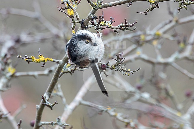 A Long-tailed Tit (Aegithalos caudatus) is hanging upside down against a light grey wintery background. stock-image by Agami/Jacob Garvelink,