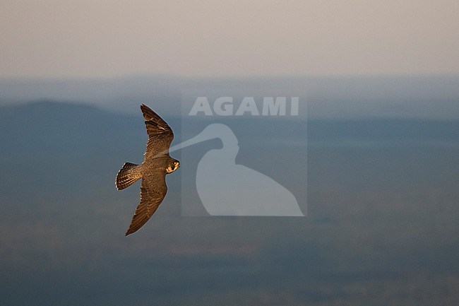 Peregrine Falcon - Wanderfalke - Falco peregrinus ssp. peregrinus, Russia (Ural), adult in flight stock-image by Agami/Ralph Martin,