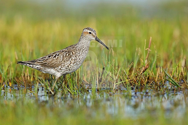 Adult Stilt Sandpiper, Calidris himantopus, in transition to breeding plumage
Galveston Co., Texas, USA. stock-image by Agami/Brian E Small,