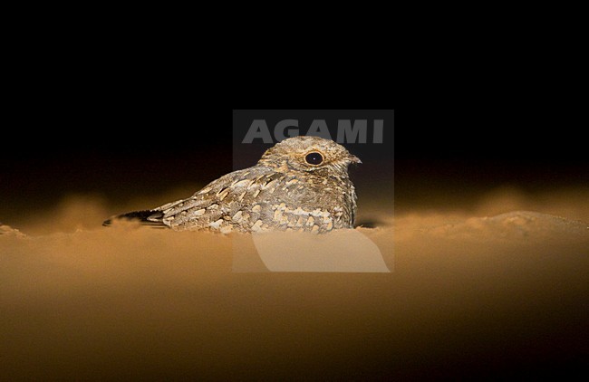 Nubische Nachtzwaluw zittend in het zand; Nubian Nightjar perched in sand stock-image by Agami/Marc Guyt,