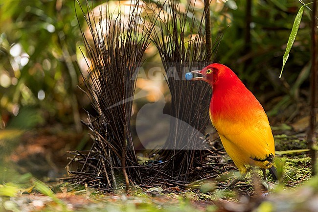 Flame Bowerbird (Sericulus ardens) perched at its bower in Papua New Guinea. stock-image by Agami/Glenn Bartley,