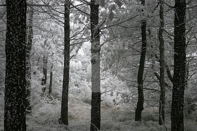 Grove Den in de sneeuw; Scots pine covered with snow stock-image by Agami/Menno van Duijn,