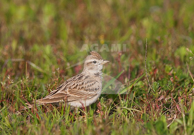 Short-toed Lark - Kurzzehenlerche - Calandrella brachydactyla ssp. hermonensis, Turkey, adult stock-image by Agami/Ralph Martin,