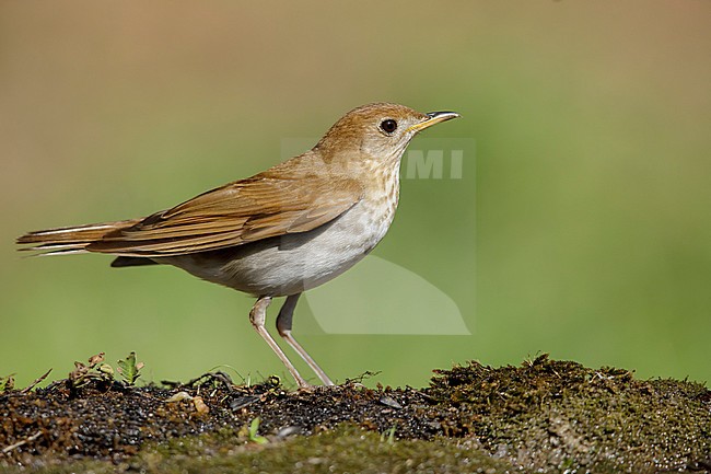 Adult Veery (Veery, Catharus fuscescens)
Galveston Co., Texas, USA stock-image by Agami/Brian E Small,