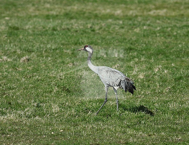Second winter Common Crane (Grus grus) standing and seen from the side. stock-image by Agami/Fred Visscher,