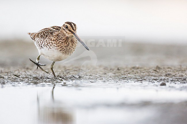 Common Snipe - Bekassine - Gallinago gallinago, Germany stock-image by Agami/Ralph Martin,