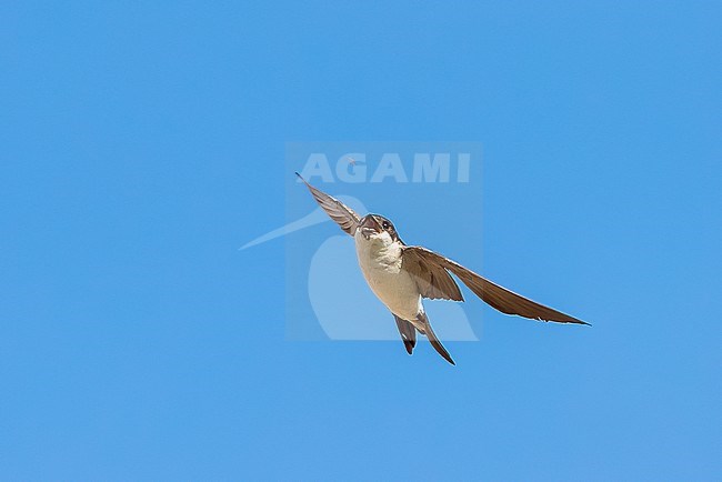 Northern House-Martin (Delichon urbicum urbicum) flying over a polders near Westkapelle, Zeeland, the Netherlands. stock-image by Agami/Vincent Legrand,