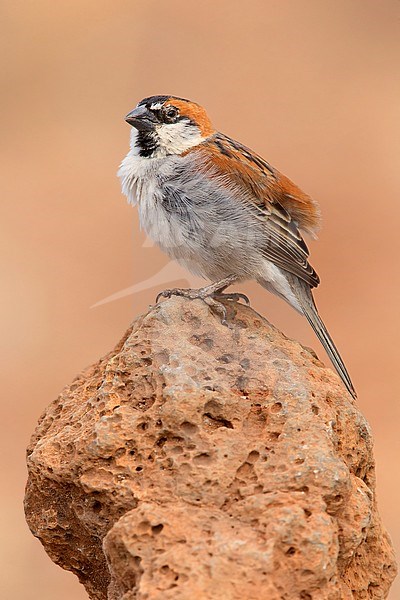 Iago Sparrow, Male, Santiago, Cape Verde (Passer iagoensis) stock-image by Agami/Saverio Gatto,