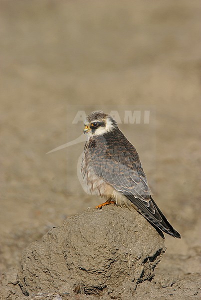  stock-image by Agami/Bas van den Boogaard,