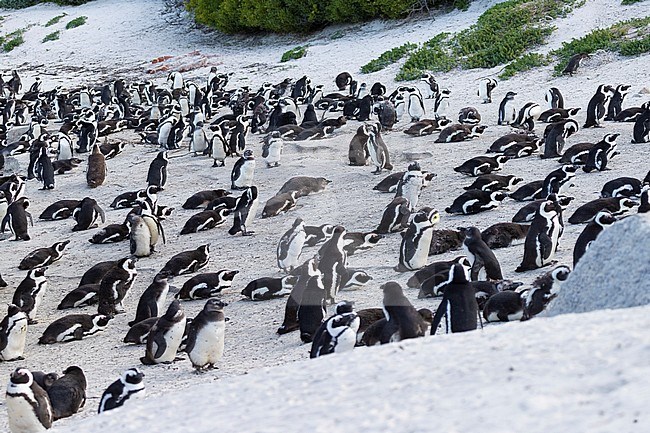 African Penguin (Spheniscus demersus), colony at Boulders Beach, Western Cape, South Africa stock-image by Agami/Saverio Gatto,