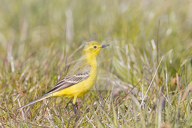 Male British Yellow Wagtail, Motacilla flava flavissima, next to cattle stock-image by Agami/Menno van Duijn,
