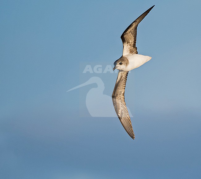 Zino's Petrel (Pterodroma madeira) at sea off Madeira, Portugal. stock-image by Agami/Pete Morris,