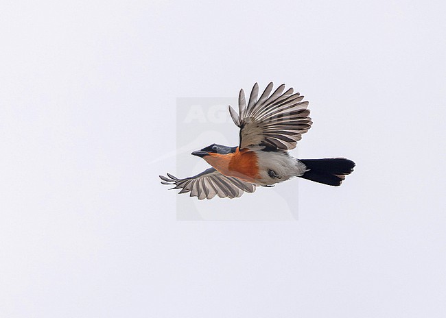 Braun's Bushshrike (Laniarius brauni) perched on a branch in Angola. stock-image by Agami/Pete Morris,