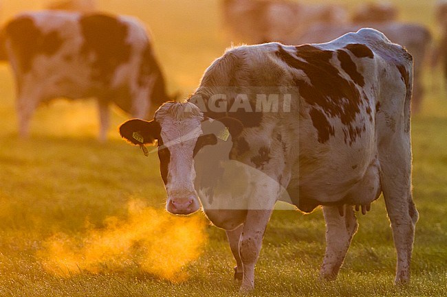 Domestic cow with backlight standing in early morning in a misty meadow in the Netherlands. stock-image by Agami/Menno van Duijn,