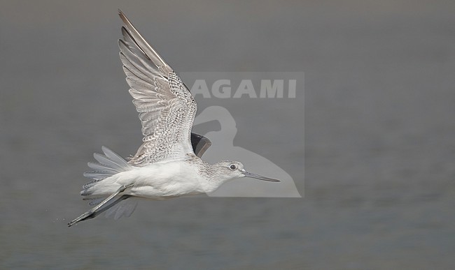 Common Greenshank (Tringa nebularia) at coastal Oman in november stock-image by Agami/Eduard Sangster,