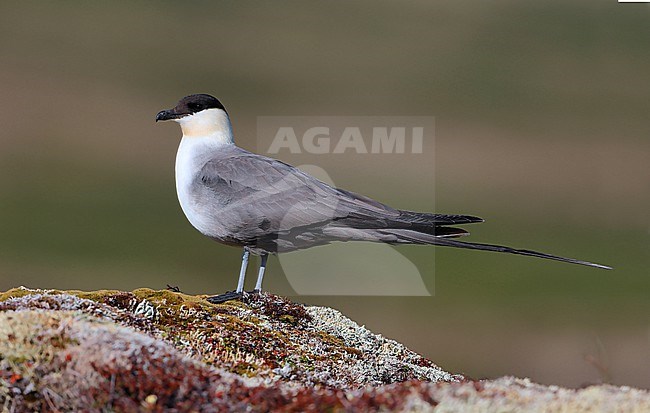 Long-tailed Jaeger (Stercorarius longicaudus) taken the 07/06/2022 at Nome - Alaska - USA stock-image by Agami/Aurélien Audevard,