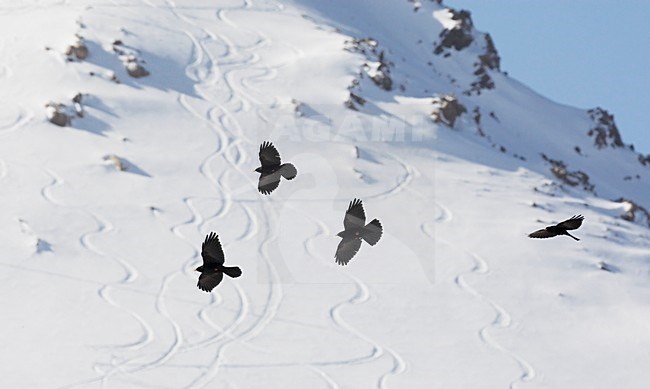 Groep Alpenkauwen in de vlucht; Flock of Alpine Choughs in flight stock-image by Agami/Markus Varesvuo,