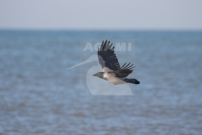 Wintering Hooded Crow (Corvus cornix) at the beach of Katwijk in the Netherlands. Scarce winter guest in Holland. stock-image by Agami/Arnold Meijer,