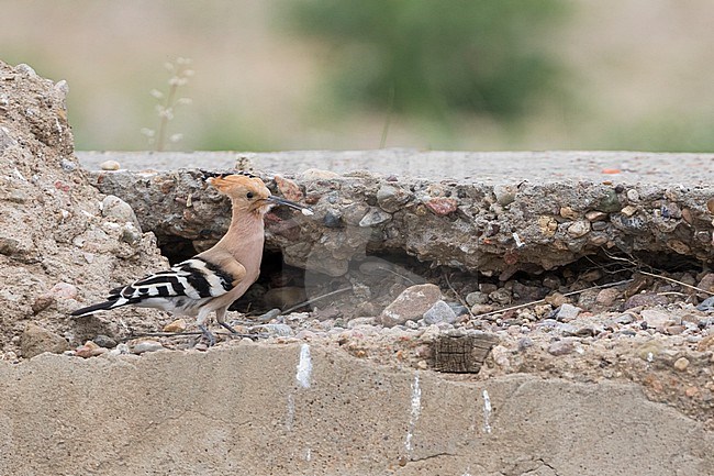 Common Hoopoe - Wiedehopf - Upupa epops ssp. saturata, Russia (Baikal), adult stock-image by Agami/Ralph Martin,