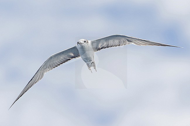 Immature Aleutian Tern (Onychoprion aleuticus) in Papua New Guinea. Probably second summer bird. stock-image by Agami/Pete Morris,
