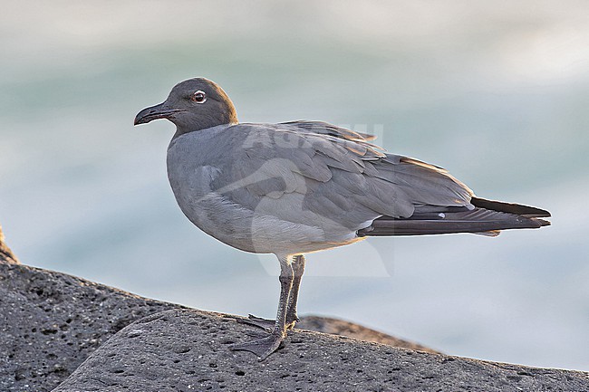 Lava gull (Leucophaeus fuliginosus) on the Galapagos Islands, part of the Republic of Ecuador. stock-image by Agami/Pete Morris,