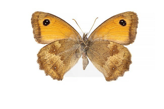 Gatekeeper, Oranje zandoogje, Pyronia tithonus stock-image by Agami/Wil Leurs,