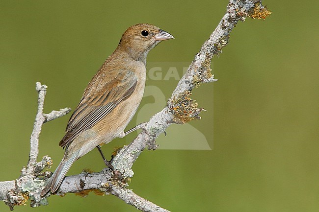 Vrouwtje Indigogors, Female Indigo Bunting stock-image by Agami/Brian E Small,