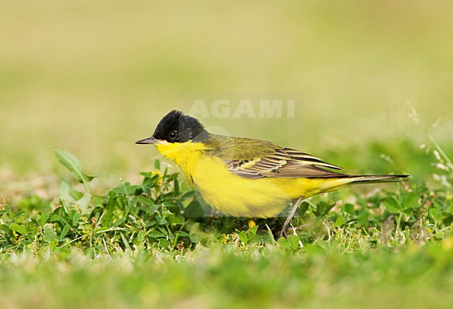 Balkankwikstaart volwassen; Black-headed Wagtail adult stock-image by Agami/Marc Guyt,