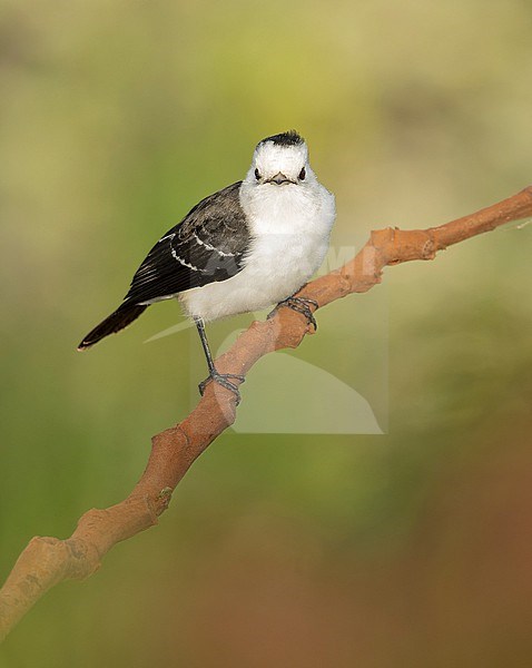 Black-backed Water-Tyrant (Fluvicola albiventer) perched on a branch in Brazil, South-America. stock-image by Agami/Steve Sánchez,