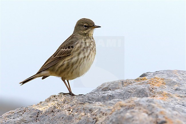 Oeverpieper zittend op rots; Eurasian Rock Pipit perched on rock stock-image by Agami/Daniele Occhiato,